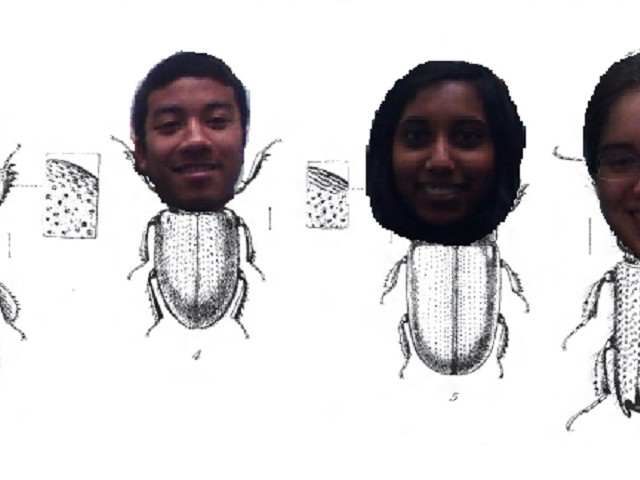 The Beetles