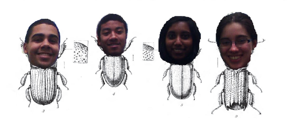 beetle
