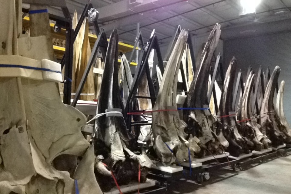 Whale Bones ROTATED