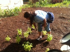 Sarah picking Quinoa from the garden at NMAI.