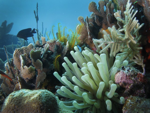 Smithsonian Institution Postdoctoral Fellowship in Marine Ecology