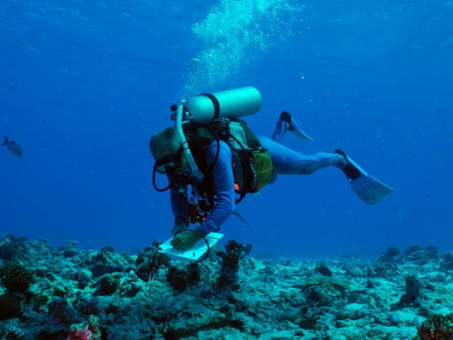 Postdoctoral Fellowship Opportunity at the Smithsonian Marine Station
