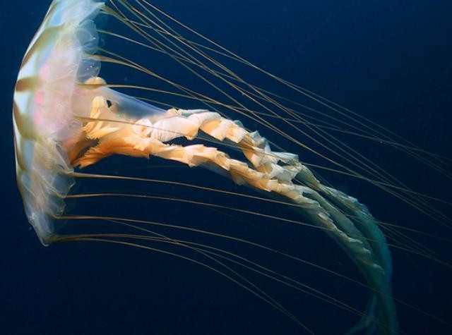 Intern with Jellyfish Polyps and Anemones