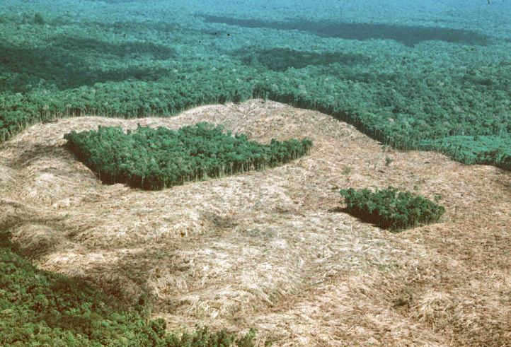 STRI Forest