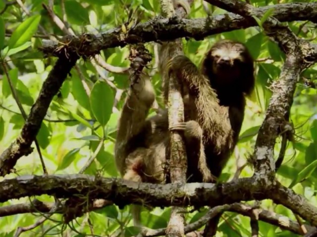 DON’T Underestimate the SLOTH!