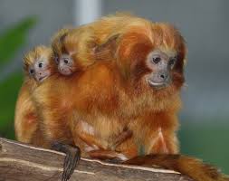 zoo
