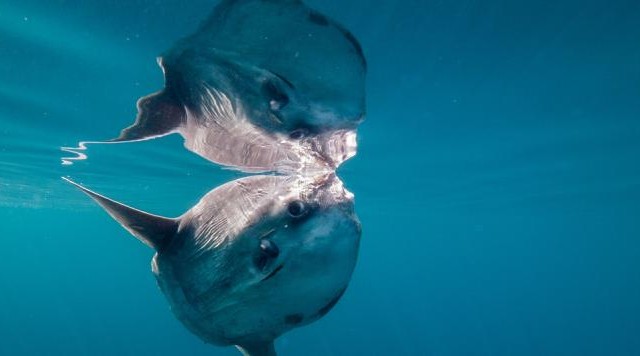 Be an Ocean Intern!