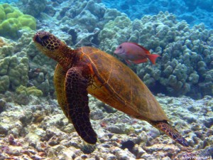 carousel_turtle_lge