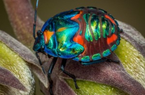 Harlequin-Bug-by-James-Niland-on-Flickr-640x420