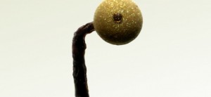 slime mold