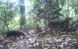 bushdawg