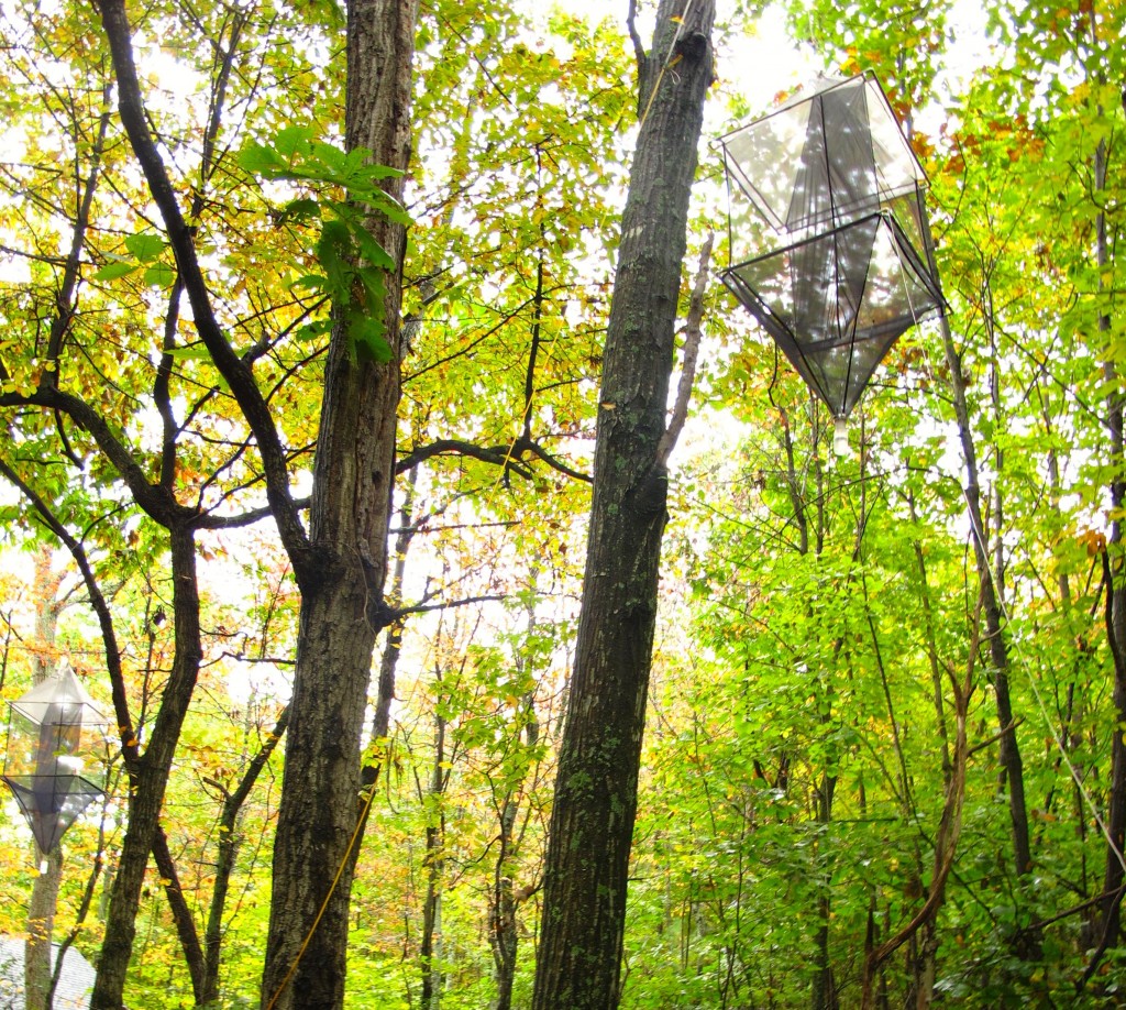 canopy_traps (002)