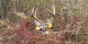 deerwitheartags