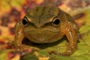 goldfrog