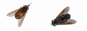 two-horse-flies-630x228