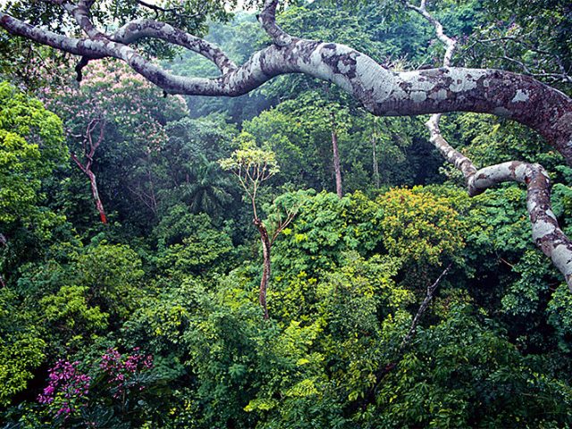 Post-Doctoral Fellowships for Tropical Microbial Ecologists