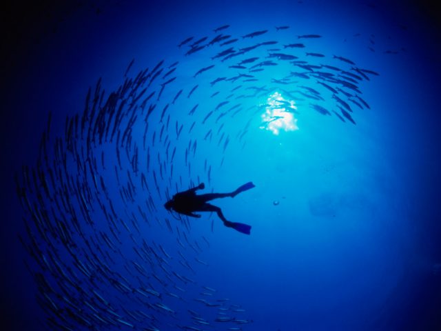 MarineGEO fellowship
