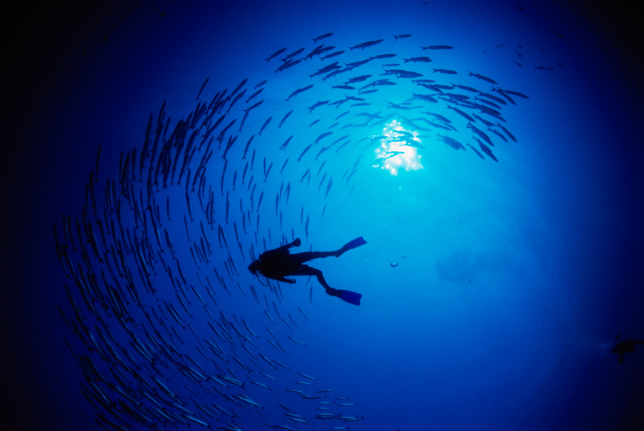 Low angle view of a scuba diver swimming near a school of fish underwater
