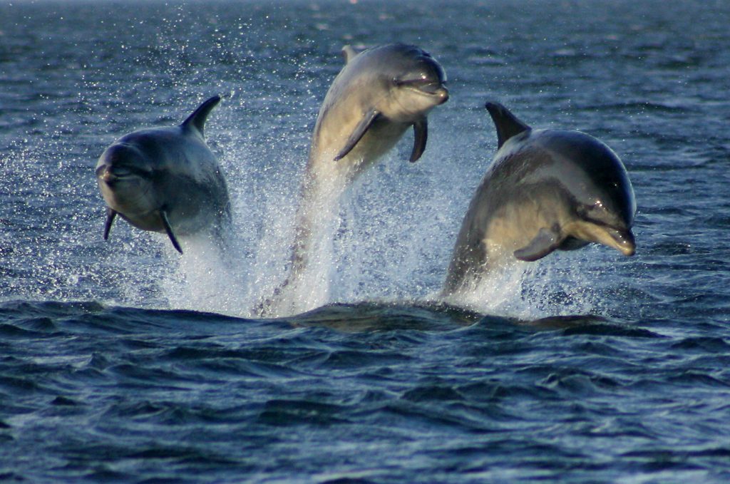 dolphins