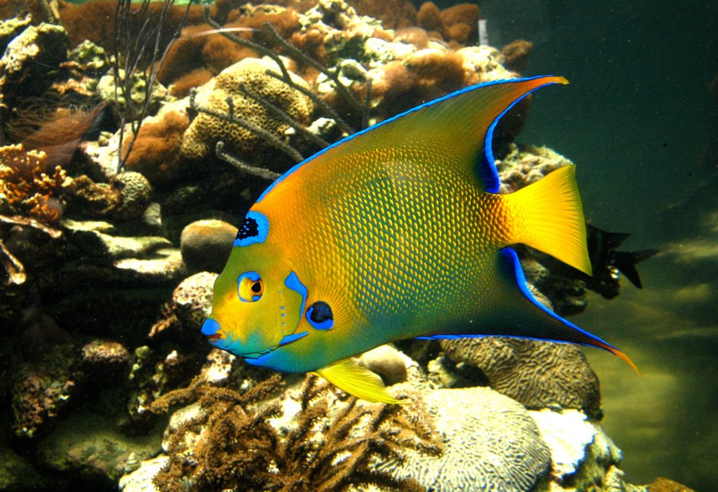 sms_husbandry-internship