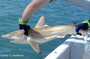 More Than Jaws