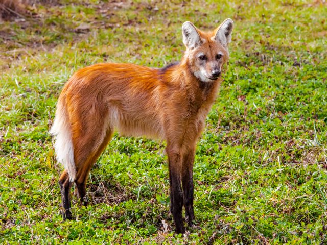 Candid about Canids