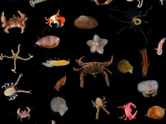 NMNH Marine Invertebrate Internship