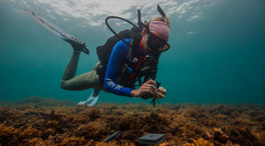 Smithsonian Fellows Dive into the New Year