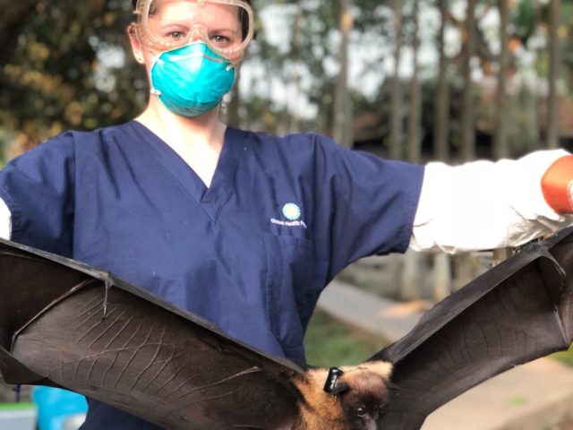 Veterinarians Gone Batty!