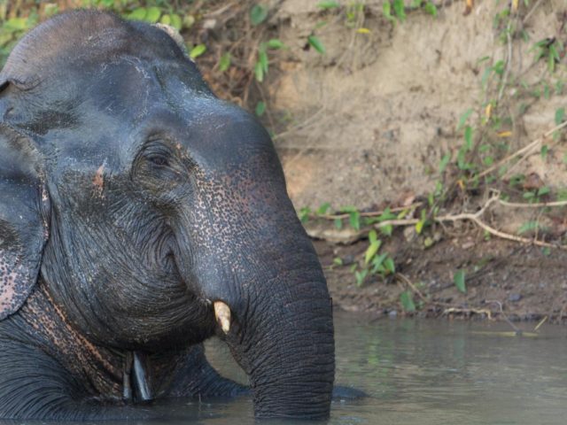 Extroverted Elephants