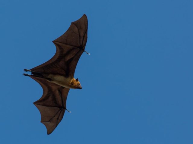Following the Flying Foxes