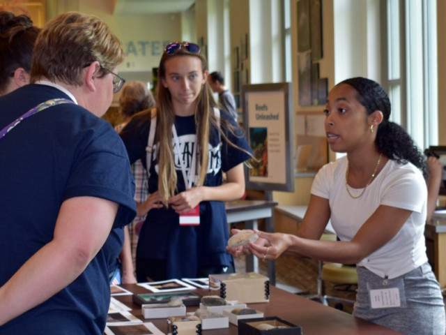 Mega Megalodon Mystery