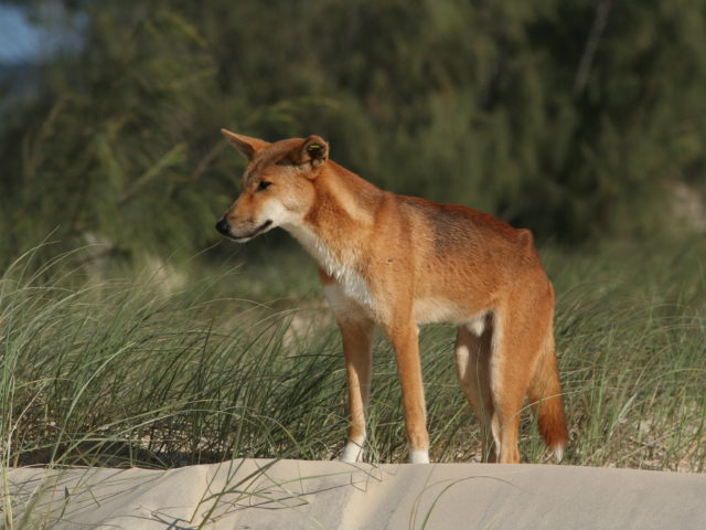 Dingoes: Cracking the Code
