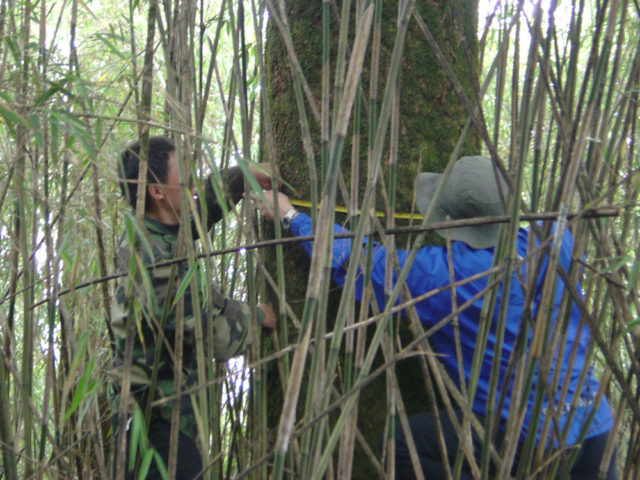 Protecting our Forests