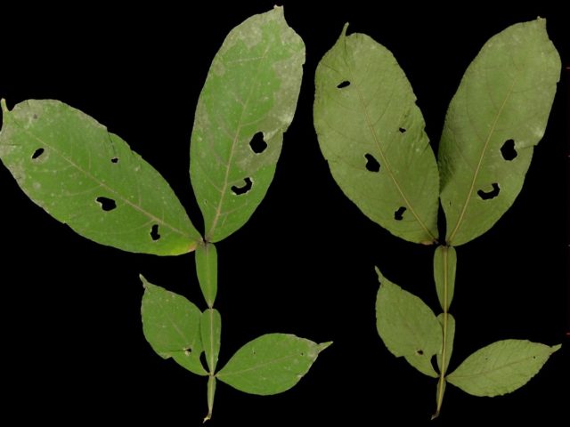 Tropical Biodiversity