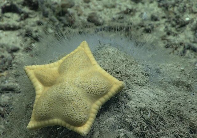 Stuffed Pasta Starfish