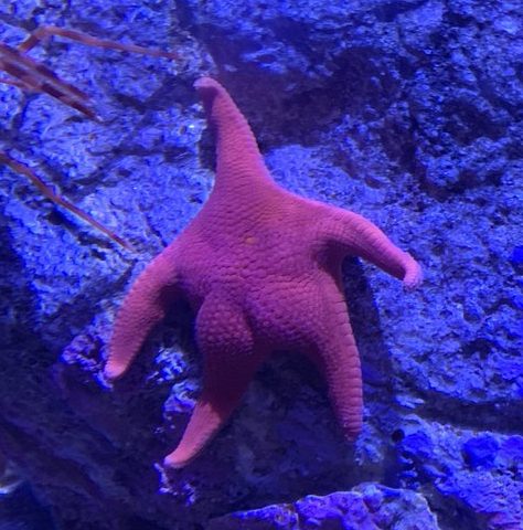 Its a Starfish, But?